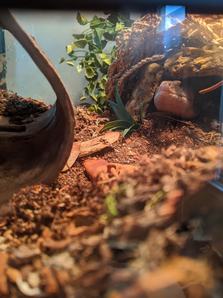 Smough_Ornstein's tweet photo. #Gascoigne is on full alert as his perceived enemy--the viscious mom with camera--intrudes on his territory!

#BlueTongueSkink #Lizards https://t.co/9lcoVPmHFi