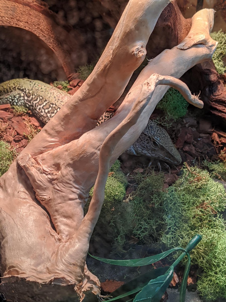 Smough_Ornstein's tweet photo. We thought #Artorias would be happy to explore and climb all over his new stuff... mostly he's just tranquil and toasty among the bushes 💚

#GreenAmieva #Lizards #Cute https://t.co/W61qZu4H1q