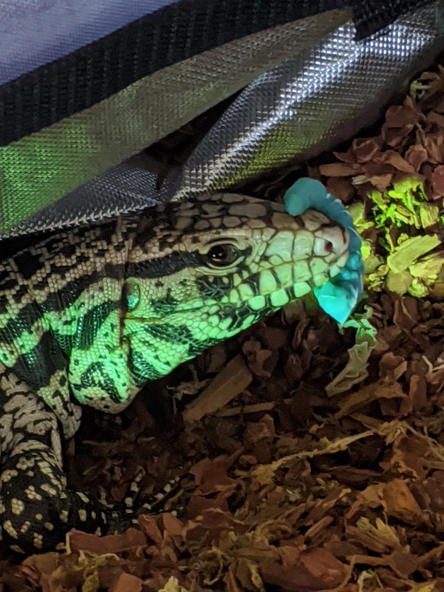 Smough_Ornstein's tweet photo. I guess he just wanted to be friends with the juicy hornworm snack??

#Anri #Tegu #Lizards #Weird #Predator https://t.co/YKIfuchLka