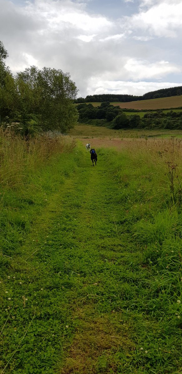 CosaigInners's tweet photo. Luke's pal hired Borders Rescue field today and invited him along. It was LOADS of fun! https://t.co/08Hxw5v0da