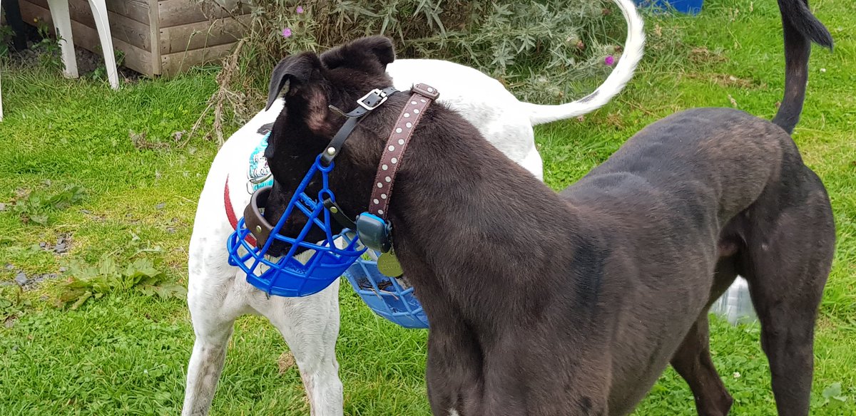 CosaigInners's tweet photo. Luke's pal hired Borders Rescue field today and invited him along. It was LOADS of fun! https://t.co/08Hxw5v0da