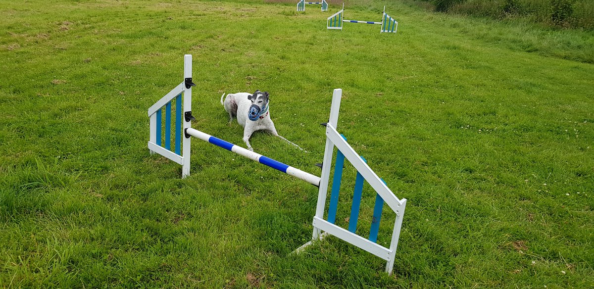 CosaigInners's tweet photo. Luke's pal hired Borders Rescue field today and invited him along. It was LOADS of fun! https://t.co/08Hxw5v0da