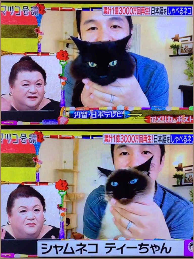 Cqopoc Theoshio ヒビちゃんは夢の中 でしたが しんコロさん 家5人の出演にホッコリしました いけなくないのよね 大ウケでした ツアーに参加された方達も嬉しかったでしょうね マツコ さんに感謝です しゃべるねこしおちゃん ティー