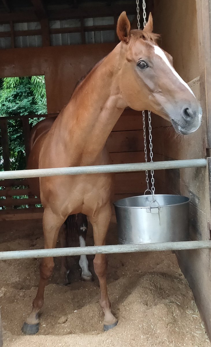 パカパカ工房 相馬野馬追 ウインガー ことウインクリューガー歳 父タイキシャトル 相馬野馬追デビューを目指し 昨年入厩したアヴニールマルシェ 父ディープインパクト でしたが コロナの影響でお行列デビューは来年以降に 見学要確認