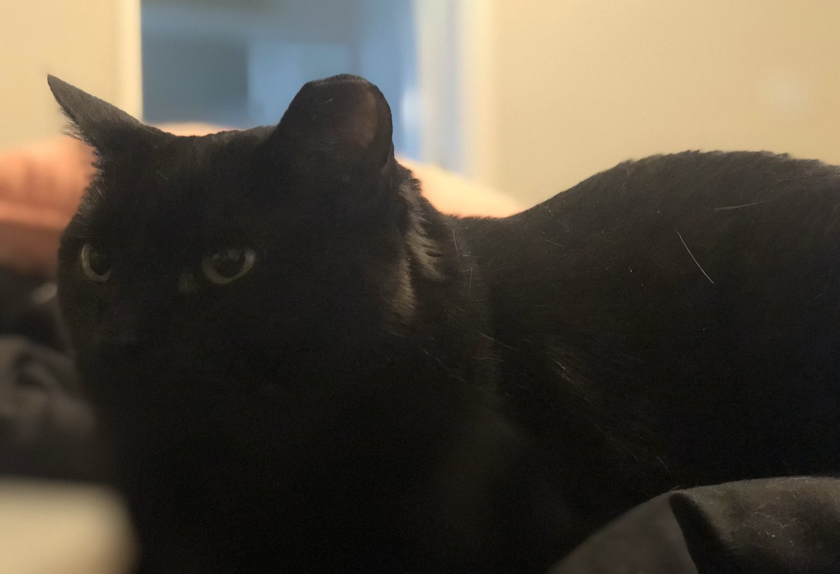 JeremyNDooley's tweet photo. Our vet, giving us advice on how to get our cats to lose weight
Vet - “Scooter is 8.3 lbs, which is fine. Would be nice if he was 9. The problem is Booker and Zipper being 17 lbs each.”
Me - “Yeah that’s a problem” https://t.co/btzxKTYsiN