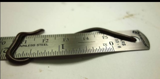 No dia 9 de junho de 2006 foi encontrada pelo Biólogo Blair Hedge, na localidade de barbados, um exemplar adulto de cobra cega com apenas 10 cm de comprimento.