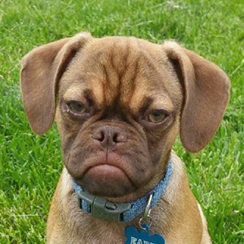 worldgrumpy's tweet photo. #grumpy #dogsofinstagram #cute #dog #cat #cats #catsofinstagram #grumpycat #love #selfie #grumpydog #blackandwhite #catstagram #beagle #me #grumpybeaglesunited #puppy #happy #ink #grincheux #catlovers #sleepy #instagood #funny #paris #snapchat #instagram #beagles #inked #bhfyp https://t.co/sMZzMlS0fo