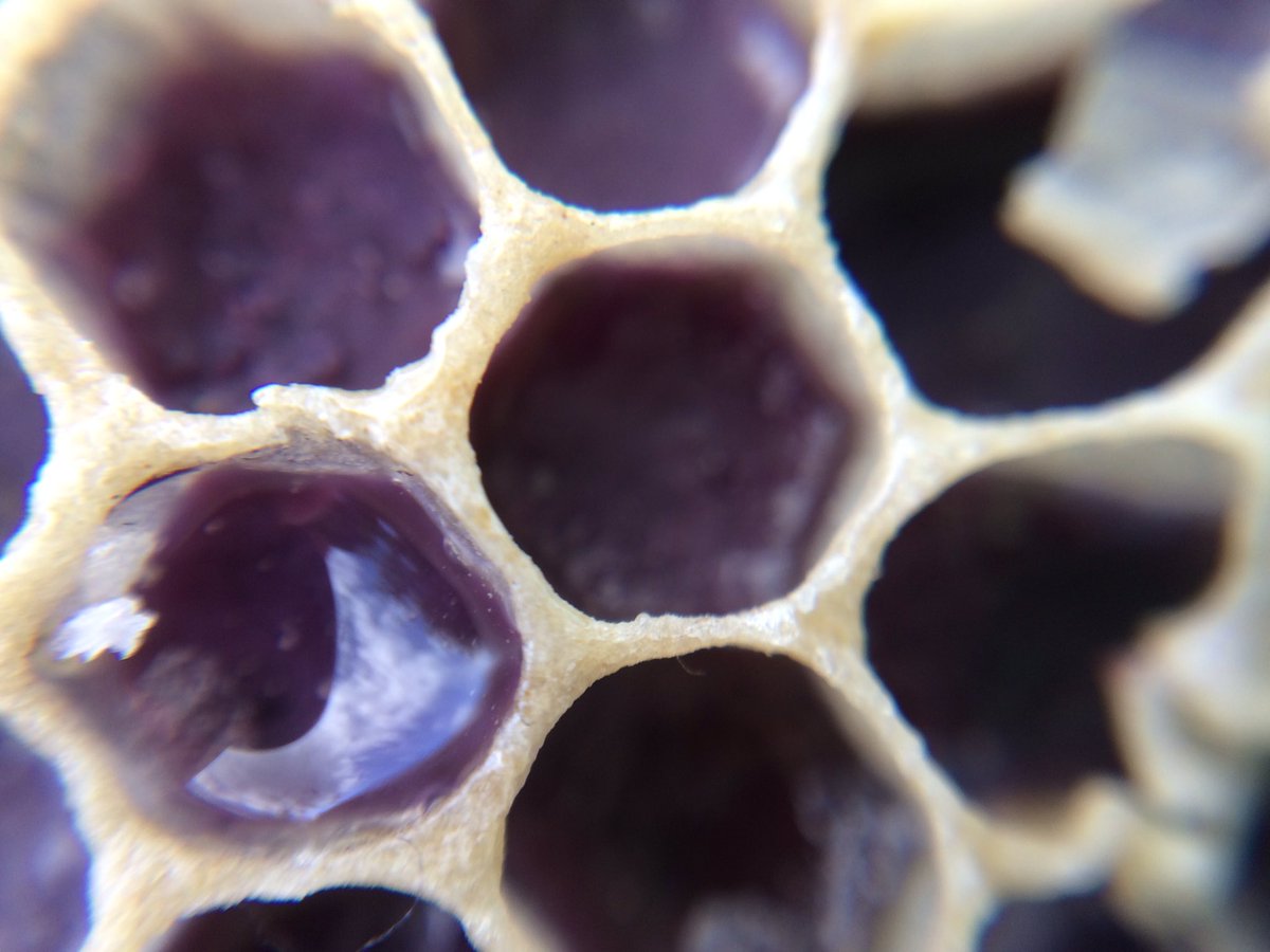 Cells are filling up with phacelia pollen and honey 🍯👍🤞