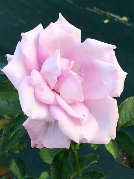 マダム ヴィオレのtwitterイラスト検索結果