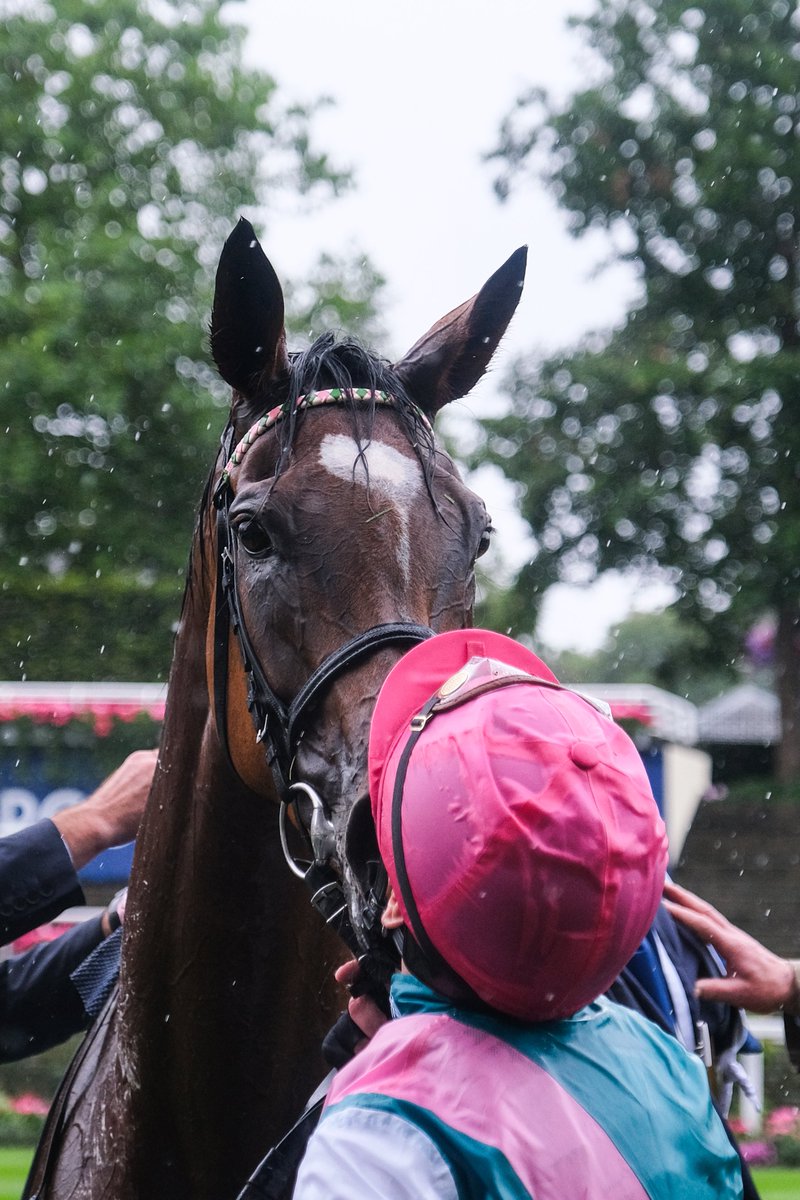 Ascot's tweet photo. This kind of love!
 
Best partnership to grace the turf?

#KingGeorge #Ascot #GoEnable https://t.co/fra3m6dlUa