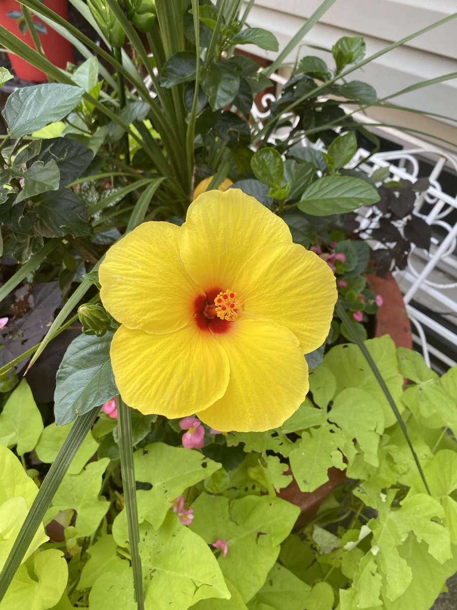AJRupchandani's tweet photo. One of my favorite flowers is the hibiscus ๐บ I saw this bright yellow one just now on my morning walk and it made me smile. I will one day own a home in the islands ๐ด and I will have various colored hibiscus on my property. #UniversalIntention #HibiscusHappiness https://t.co/xeII9KKIFU