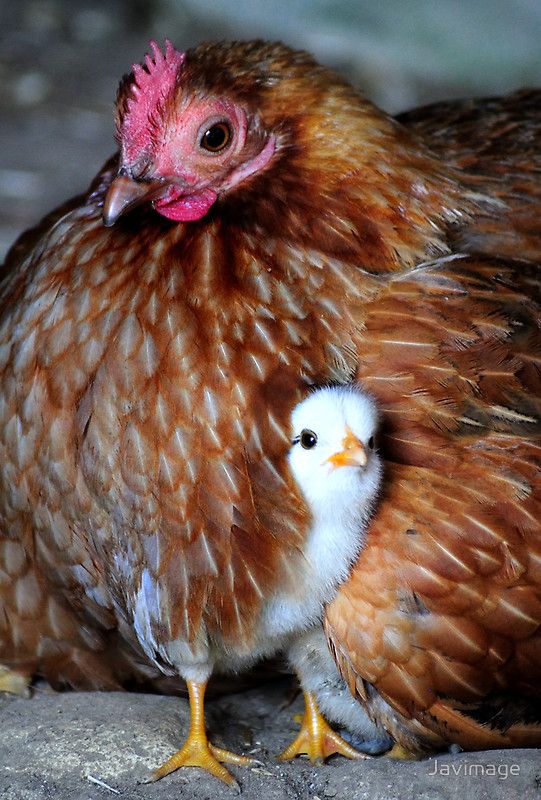 WhatisLove031's tweet photo. Mother hen

"When a chick chirps its truths the sky listens in silence" (Alberto Casiraghy)

#thoughtoftheday #hen #motherhen #chick #Protection #WINGS #plumage #GooglePhotos #gt #animals #phothography https://t.co/vW0iRHRM2Q