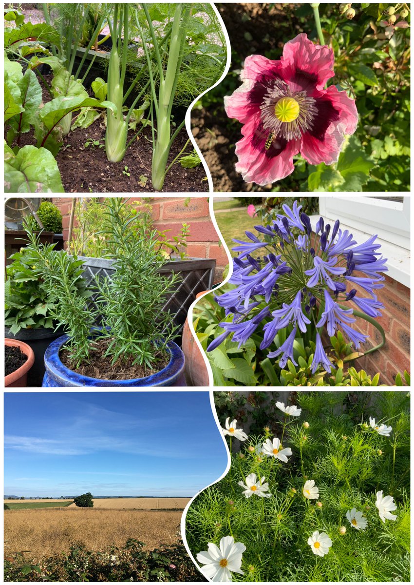 home_sal's tweet photo. Finally made it to #sixonsaturday An over enthusiastic pup has taken far too much of my attention today🤣🐶 So this week we have #agapanthus #poppy #cosmospurity #fennel #rosemarycuttings and our beautiful daily view #growyourown #gardening Hope everyone is having a good Saturday https://t.co/cQJea7ECq0