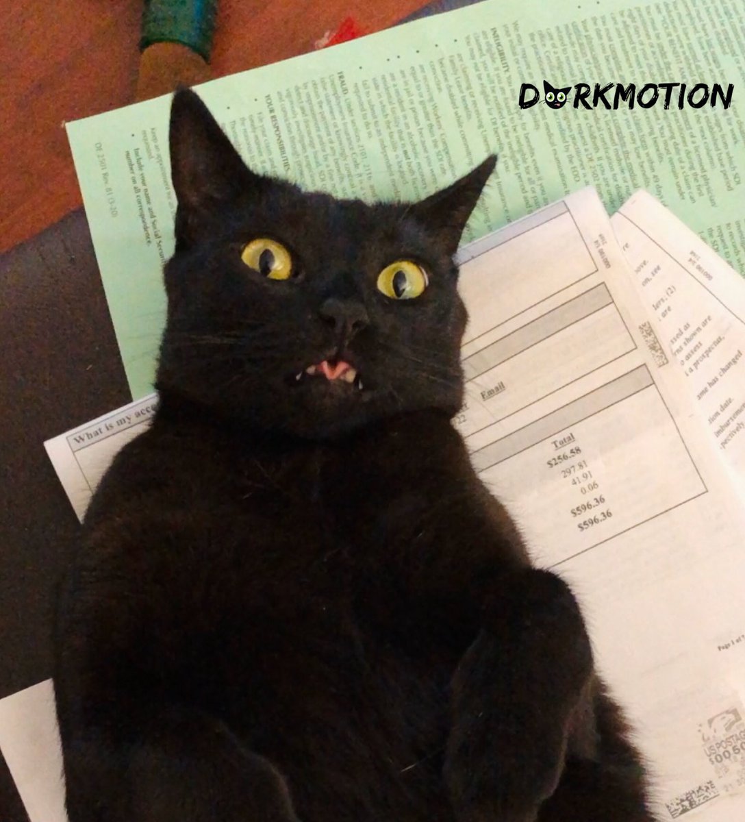 DorkMotion's tweet photo. Opening bills, seeing I owe $595.36. My cat Ripley decided to try and cheer me up, like this:

#Caturday https://t.co/2bJ5OZBfIL