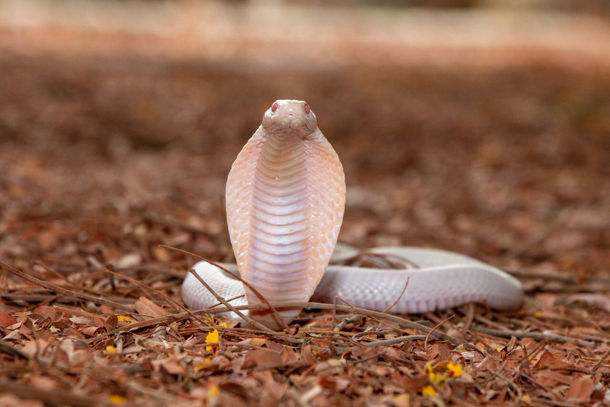 the_wildindia's tweet photo. Leucistic Indian cobra (Naja naja) 

Leucism is only a partial loss of pigmentation, which can make the animal have white or patchily colored skin, hair, or feathers.
Image by @Vkeychauhan https://t.co/tXgRe8QDj3