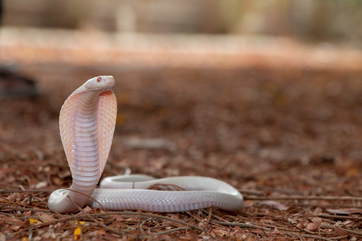 the_wildindia's tweet photo. Leucistic Indian cobra (Naja naja) 

Leucism is only a partial loss of pigmentation, which can make the animal have white or patchily colored skin, hair, or feathers.
Image by @Vkeychauhan https://t.co/tXgRe8QDj3