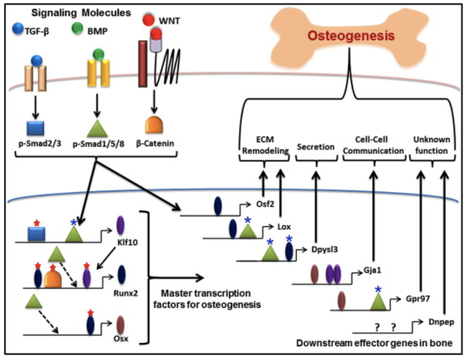 Dev_Bio_Journal's tweet photo. #DBfeatures #DBthrowback #DevBio #ICYMI #BMP #Bone

"Microarray meta-analysis identifies evolutionarily conserved BMP signaling targets in developing long bones" by ParitoshPrashar @premswaroopyada et al (2014).

Read more here! ->
https://t.co/P1FJnXOtsX https://t.co/jqYM4dsmTP