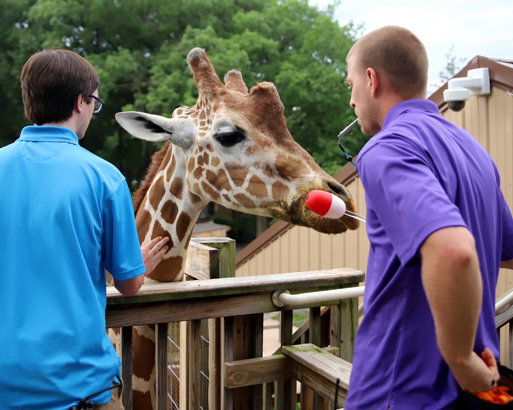 ElmwoodParkZoo's tweet photo. Elmwood Park Zoo is so lucky to have such a tremendous team of keepers, educators, and veterinary staff whose passion and hard work make the zoo the fantastic place that it is.🐾💚
https://t.co/1GDqZOzVhV
#NZKW2020 #KeeperWeek #ZooKeeper #ItTakesAZoo #WeLoveOurStaff #ThankYou https://t.co/kA5140hARB