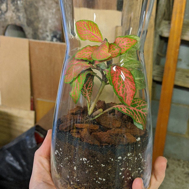 ⭐ ⭐ ⭐ ⭐ ⭐ 
Plant turned up quickly and looked stunning! I used it to make a terrarium for a friend and they loved it! Would use this company again as they are fantastic!