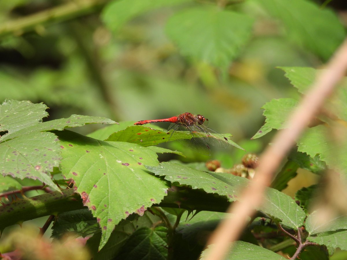 jahasse's tweet photo. Out yesterday in the dry around the #BookhamCommon ponds with new camera and can now contribute to  #DragonflyWeek2020 Broad-bodied chaser, Ruddy darter (+ a Four-banded Longhorn Beetle and the “hairy bumfly” Tachina fera) https://t.co/0YI3eKGsKA