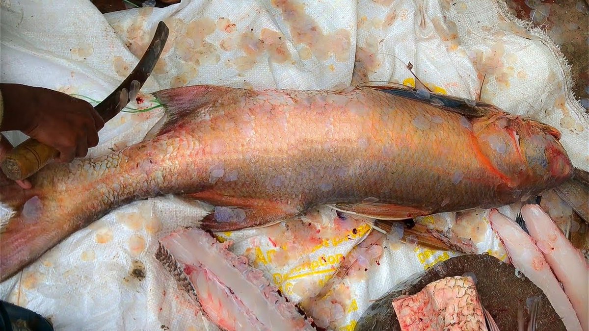 Deshifish01's tweet photo. Cutting Big Indian Salmon With Knife, Big Fish Cutting Video, Fish Market Fish Cutting Skills: https://t.co/BzT0Oi2LjN
#fishcutting #fishcuttingskills #fishcuttingvideos #fishmarket #cuttingfishskills https://t.co/4TyOEOxDEW