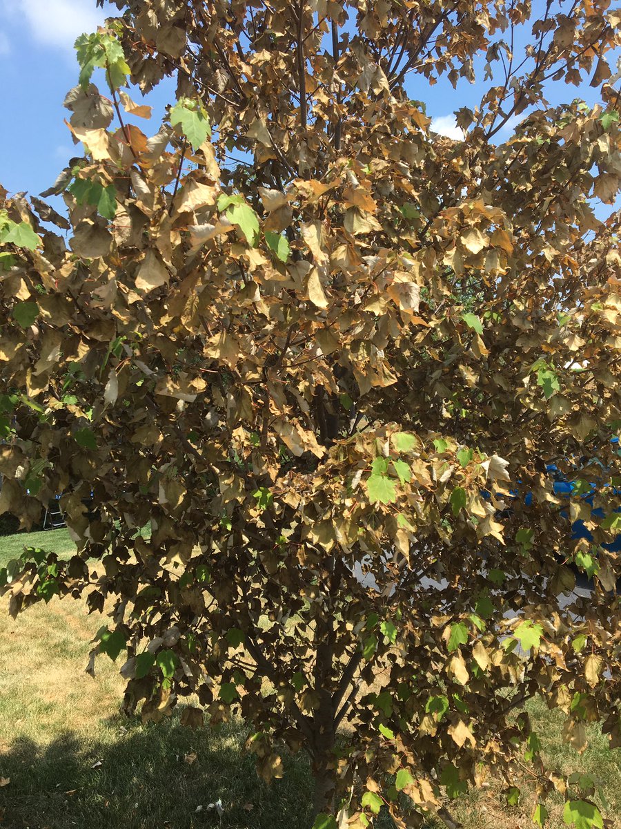 TOMRUSSELLCBS21's tweet photo. Check out the heat stress on this Maple tree in my yard. #hotJuly #needRain https://t.co/DdMs8Wb7OM