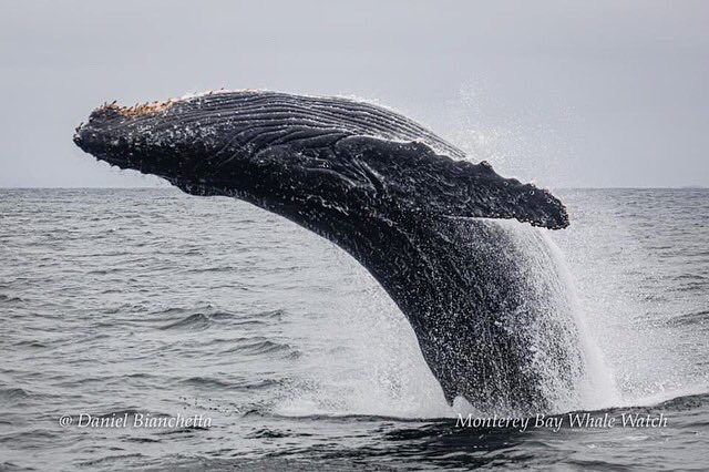 MBayWhaleWatch's tweet photo. Amazing breach sequence from yesterday, 7/24/20! #mbww #gowhales #montereybaywhalewatch #seemonterey #breaching #humpbackwhales #whalewatching https://t.co/V7AiZCbw9h