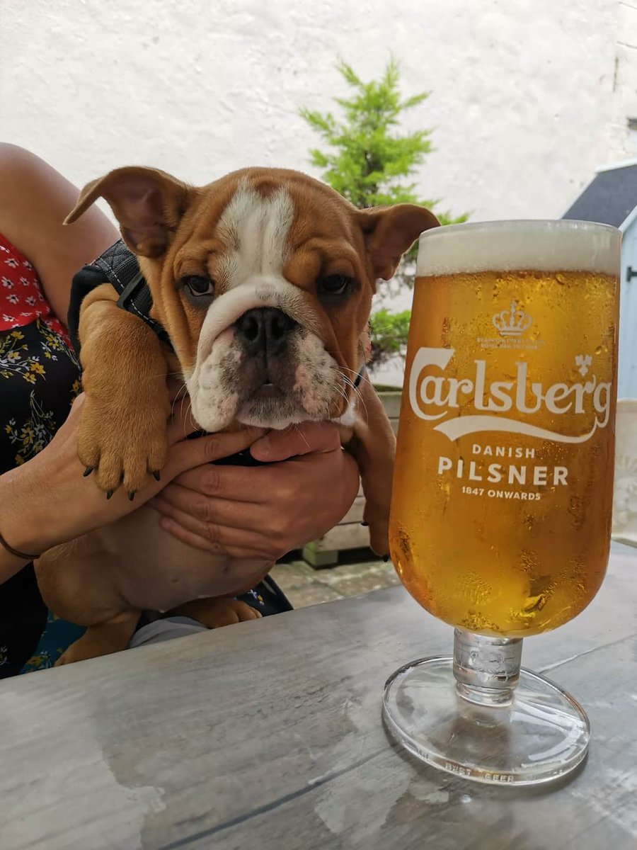 jonlitson's tweet photo. @CarlsbergUK My English Bulldog Lexi, having her first walkies and pint today at 12 weeks old 🍺🐶❤ https://t.co/7D8QK9BcZP