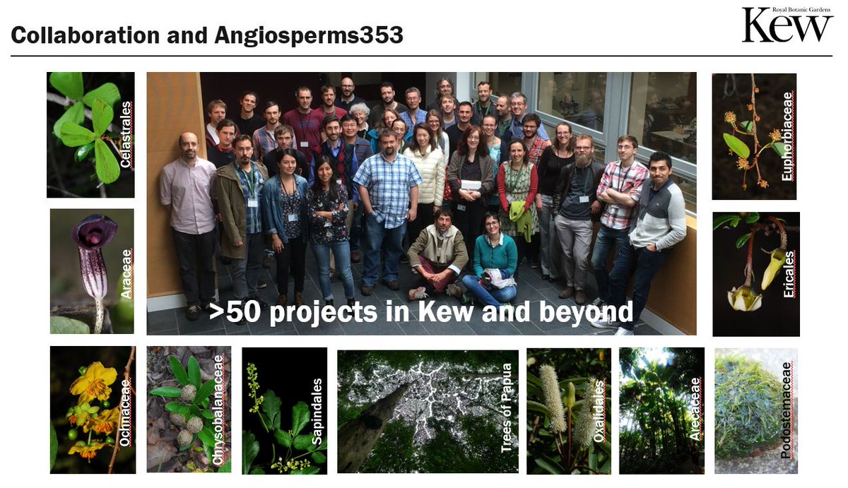 BillJBaker's tweet photo. Super-excited about the #Angiosperms353 symposium at #Botany2020 on Thursday - so many great science opportunities in sight with this toolkit! Sneak peak here of my talk.... #phylogenomics 🧬🌻🧬🌷🧬
https://t.co/QWHhZazXB3 https://t.co/8mwvW9pk2B