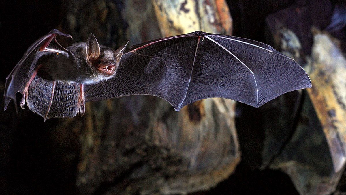 maximaxoo's tweet photo. #Science: how #bats have outsmarted #viruses (including coronaviruses) for 65 million years — #BatEvolution
► https://t.co/bKgcmZuyLz via @ScienceMagazine https://t.co/4e5QnOPrWP