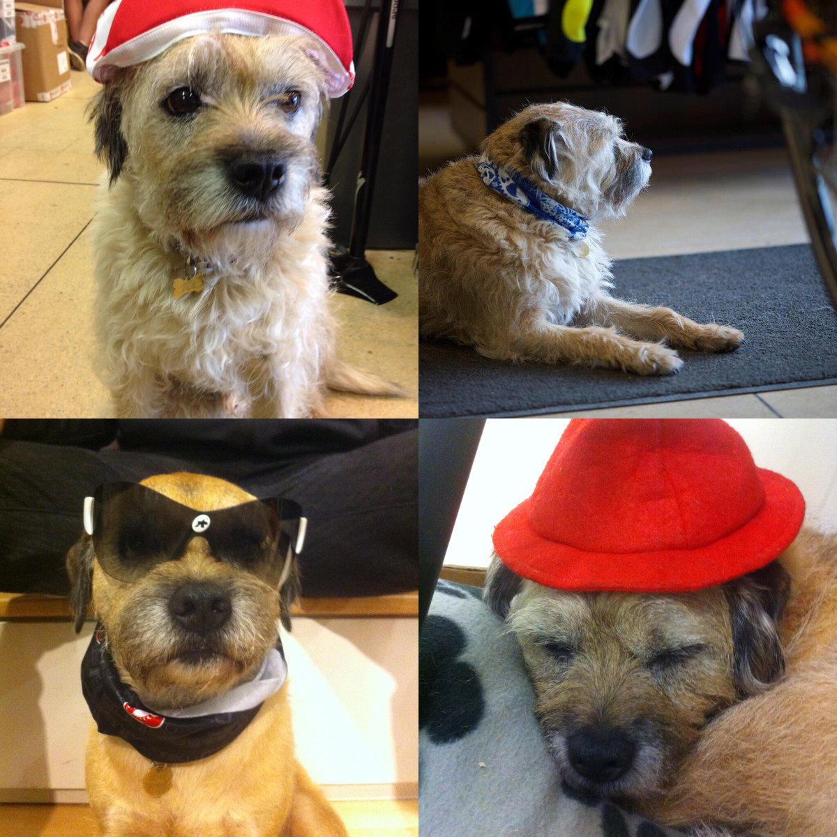 R.I.P Alfie after 16 yrs ‘meet and greet’ duties not to mention the odd photo shoot at In-Gear Uckfield and Forest Row