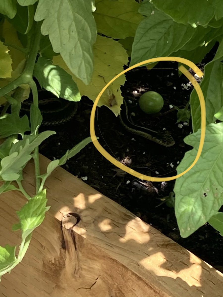 I call this “Snake  With Small Green Tomato”. I also call it “Terrifying”.  #SaturdayGarden 😳