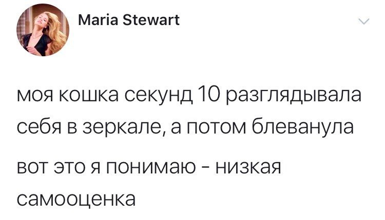 ankalogia02's tweet photo. Всегда думал что мое тотемное животное это кот https://t.co/depJsFFzj1