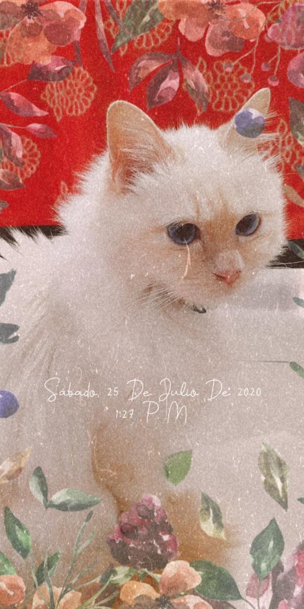 Majo (Taylor's Version)❤️🔥🧡 tweet media