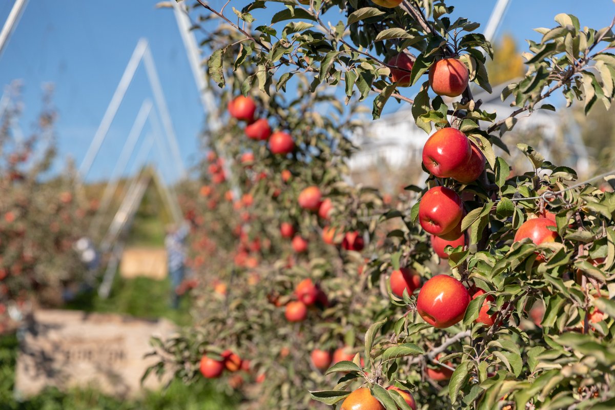 koruappleusa's tweet photo. Snack lovers rejoice over KORU® apples! Taste why for yourself and pick some up on your next grocery haul. 😍 #KORUApple #EscapeOrdinary https://t.co/hZFC1sgyFN