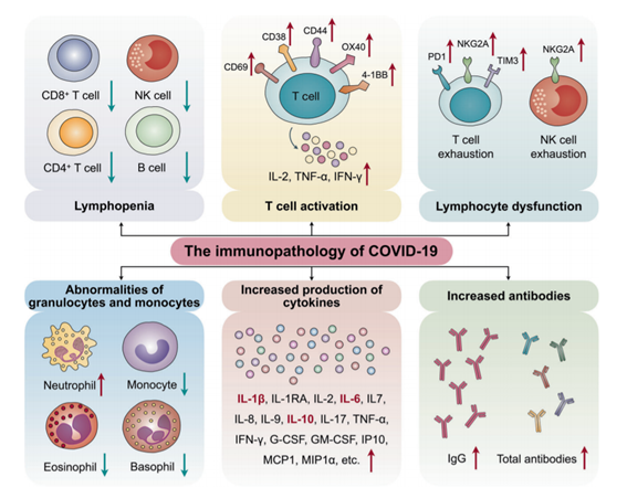 LaMicroMola's tweet photo. Fantástica revisión en @nresearchnews de la respuesta immune frente a #SARSCoV2 y su relación con la patogénesis y manifestaciones clínicas de la #COVID19.

https://t.co/uoAyEqa7Ci https://t.co/BA37ksvPel