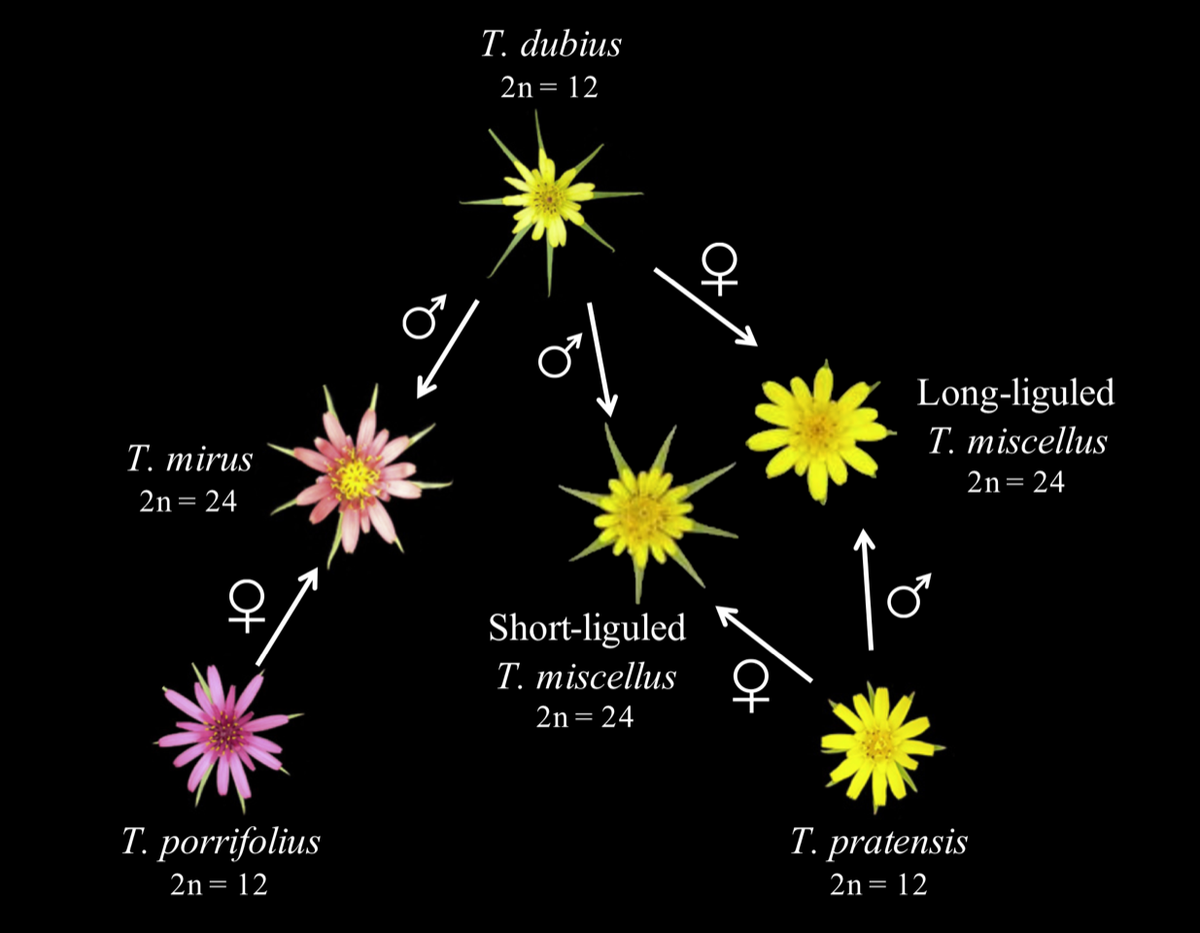 soltislab's tweet photo. Former grad students, now post-docs @ShanShengchen &amp; @XiaoxianLiu2 reveal the dynamic nature of gene expression profiles between reciprocal origins of #allopolyploid Tragopogon miscellus (Asteraceae)
#polyploidy #Botany2020
Wed 7/29: 4:30-4:45 PM https://t.co/z0SdBx4h9R https://t.co/tHnyy0Stl9