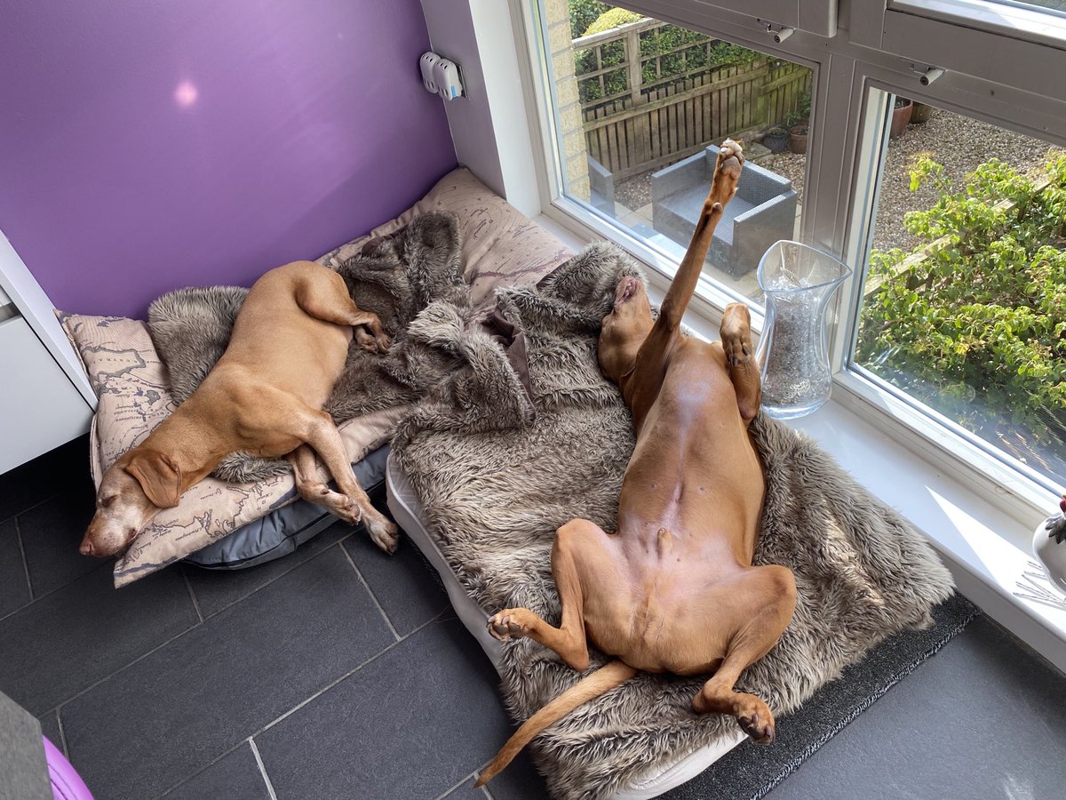 TheMistressRox's tweet photo. Saturday evening and Jackson is incredibly stressed again😂 #BeMoreJackson https://t.co/RUqe05sj3L