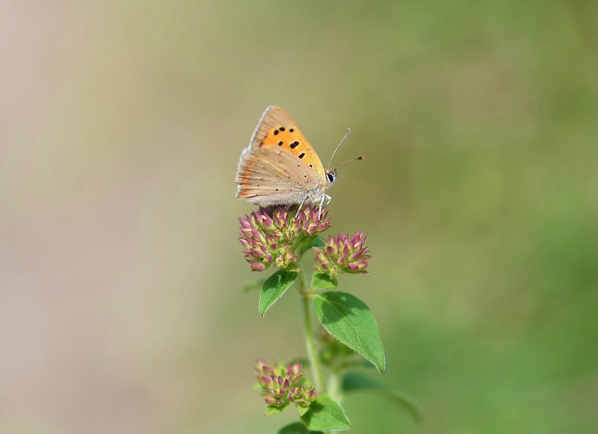 Small Copper