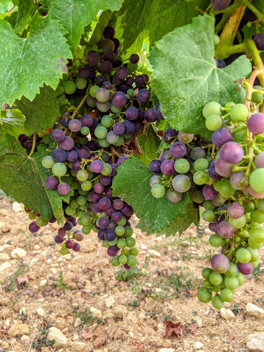 Quercy46Lot's tweet photo. Walking through the Cahors vineyards near Albas, looks like the harvest will be early this year? https://t.co/MEkTriLgWb
