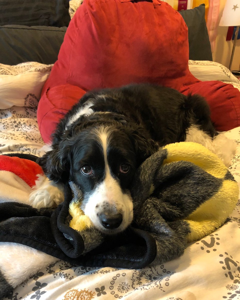 ClarkSchool's tweet photo. Delilah lives with Erin Wright (@ChBE_UMD '20). She loves defending the backyard against deer and snoring (loudly) on her beanbag. She is nicknamed "Ninja Puppy" because she's invisible in the dark and super fast. #EngineeringPets https://t.co/njGi3q4h3p