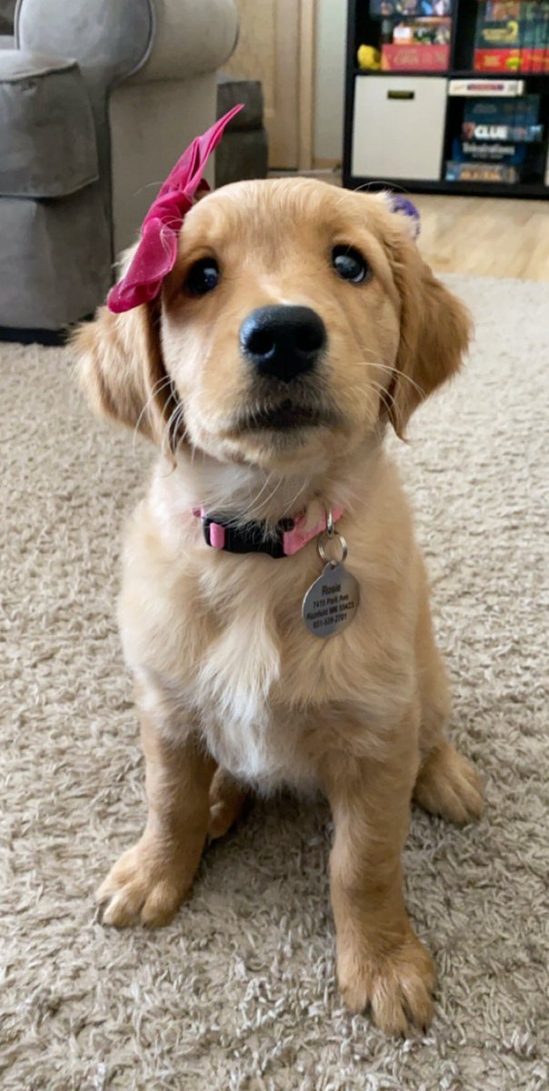 ashloomis17's tweet photo. Rosie when we got her (2 months) vs now (6 months)  she’s gotten so big 😭 https://t.co/yK0spU8SqE