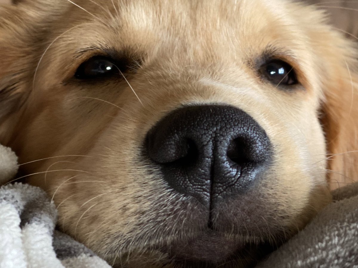 I don’t know if you need a Beaker boop, but she’s here to help before her nap.
#SaturdayVibes #dogs #boop