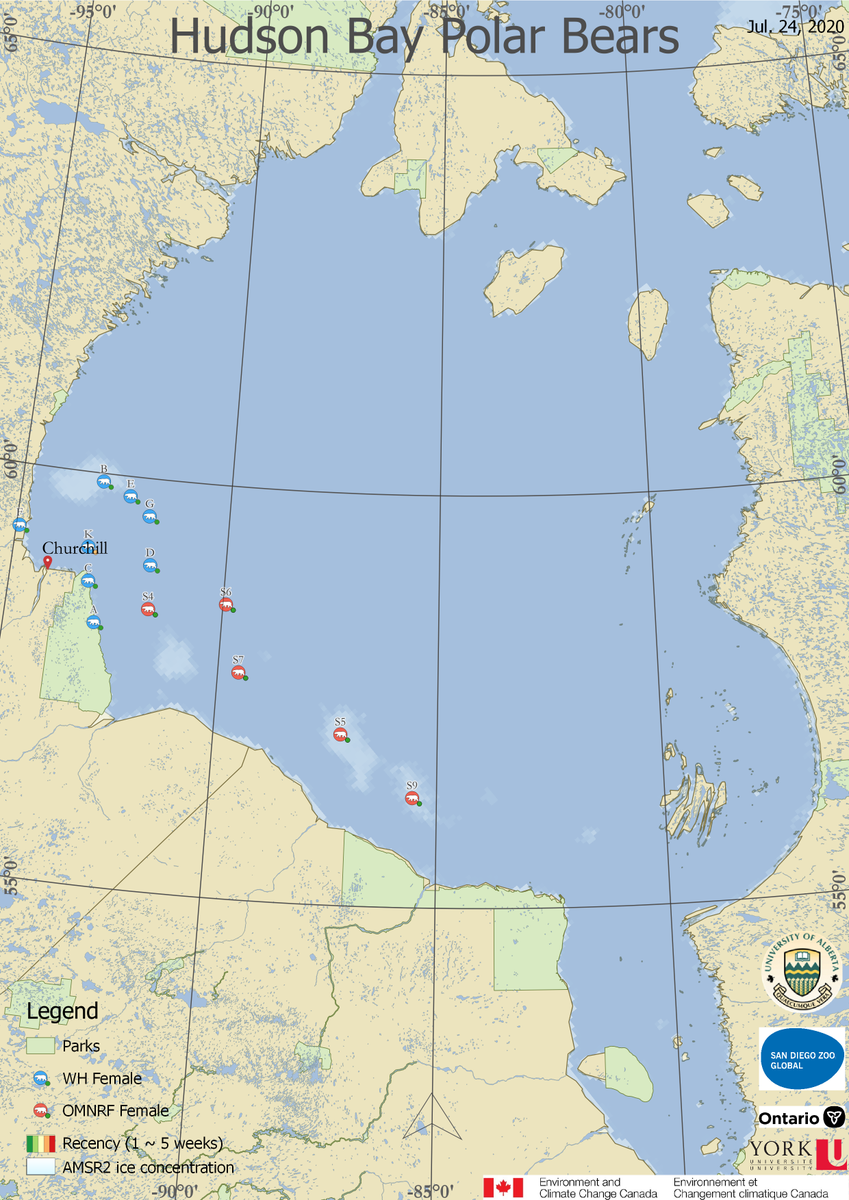 AEDerocher's tweet photo. 3 W Hudson Bay polar bears tracked by satellite are ashore. Others are clinging to the last bits of ice. Another seal would be a bonus as there's precious little to eat ashore. Climate change remains the long term threat: 1 normal year doesn't alter the trends. https://t.co/JM7p92nsUa