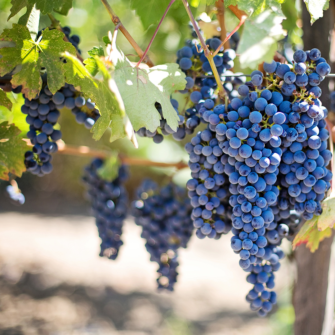 selkirkloop's tweet photo. It is National Wine and Cheese Day! The perfect excuse to visit one of our wineries or tasting rooms for some local deliciousness. 
#selkirkloop
#staysafe
#visitsoon https://t.co/QTaonSEM9k