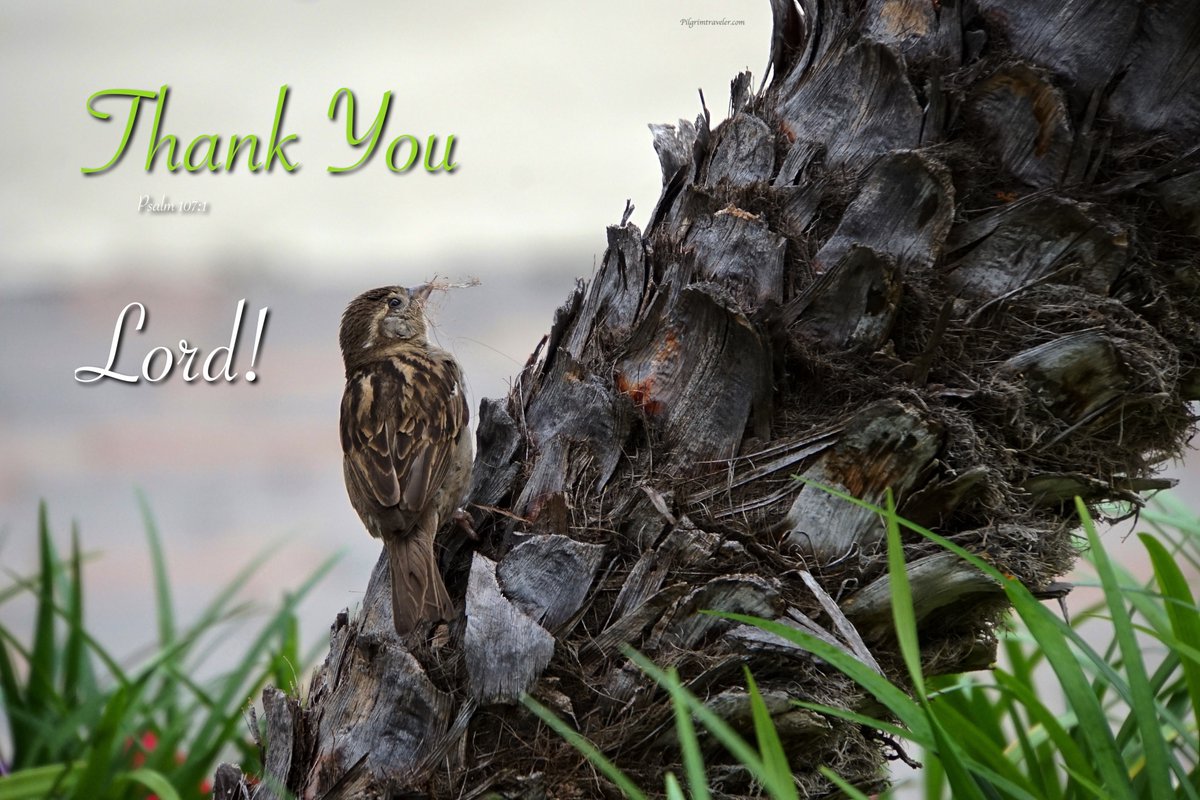 Psalm 107:1 "O give thanks unto the Lord, for he is good: for his mercy endureth for ever." pilgrimtraveler.com