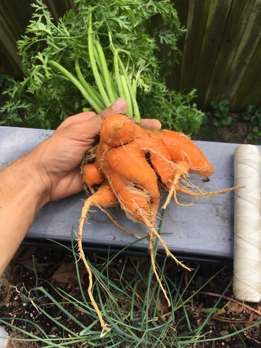 Carrot King