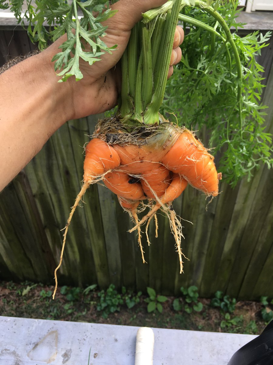 Carrot King