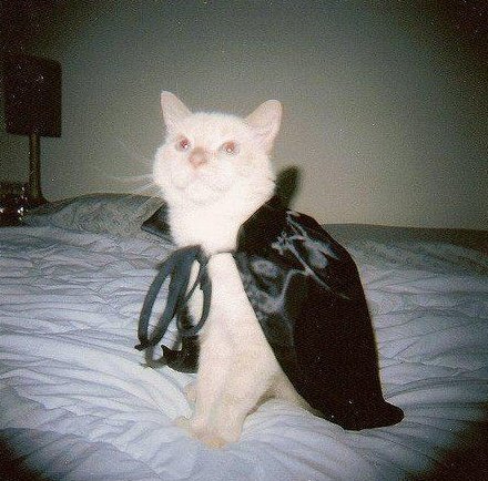 justfascination's tweet photo. in all levels except physical i am this cat https://t.co/3AxpiGRmaj