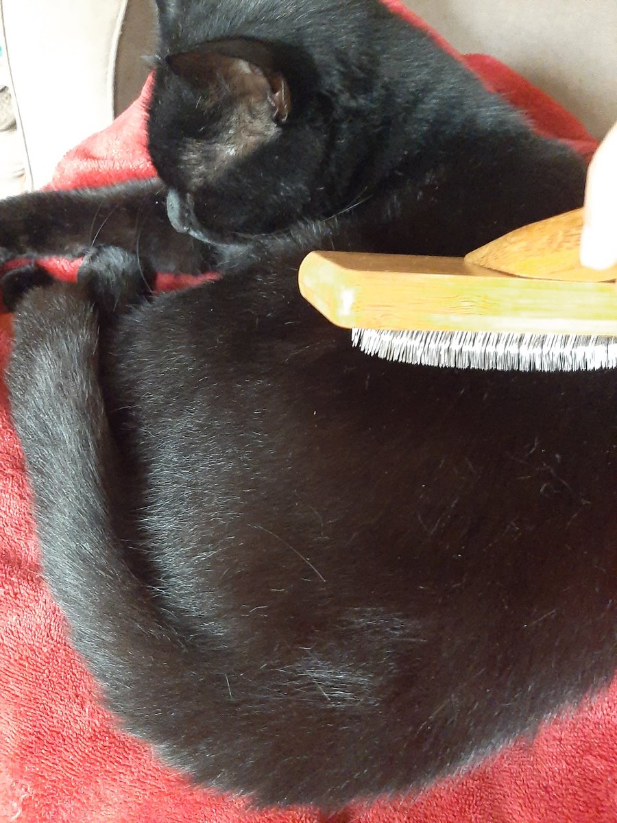 choirgirl293's tweet photo. @SleekLouieCat Cole has just returned from patrol and is now consenting to some gentle brushing. #SaturdaySpa #Caturday #CatsOfTwitter https://t.co/yAwPUizb4w